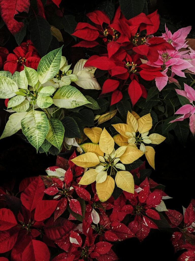 stelle di natale colorate