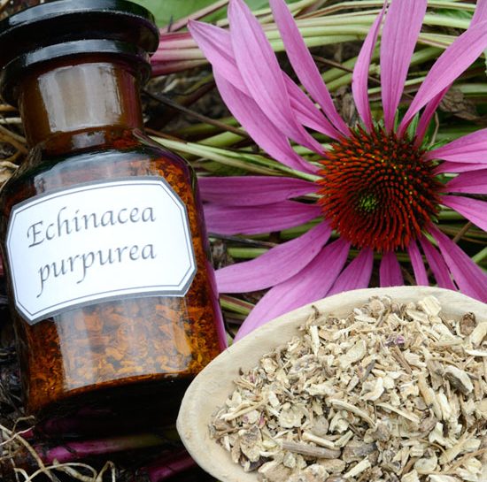 Decotto di echinacea
