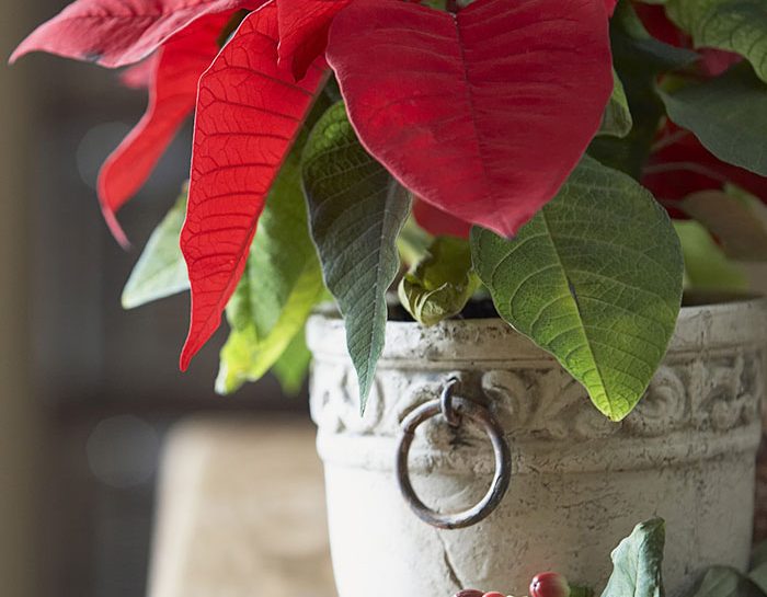 Stella Di Natale Come Curarla In Casa.Stella Di Natale Come Curarla E Farla Rifiorire Ogni Anno Donna Moderna