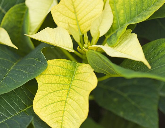 Stella Di Natale Tutta Verde.Stella Di Natale Come Curarla E Farla Rifiorire Ogni Anno Donna Moderna