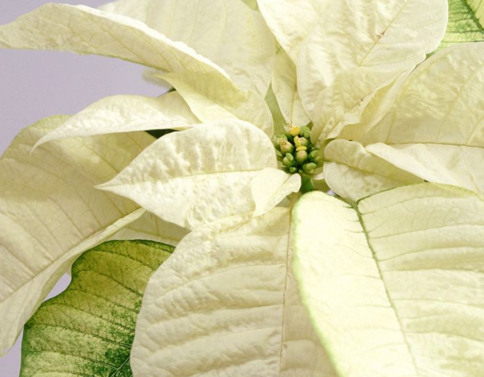 Stella Di Natale Verde.Stella Di Natale Come Curarla E Farla Rifiorire Ogni Anno Donna Moderna