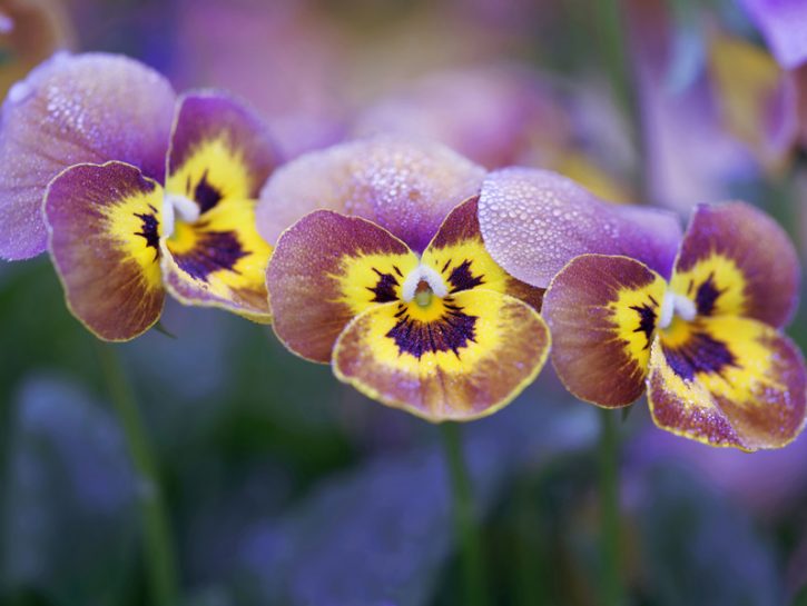 I fiori da piantare in inverno: viole del pensiero
