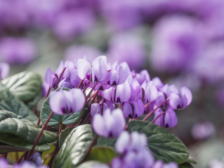 I fiori da piantare in autunno: ciclamini