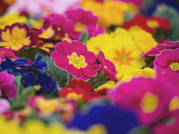 I fiori da piantare in primavera: primule