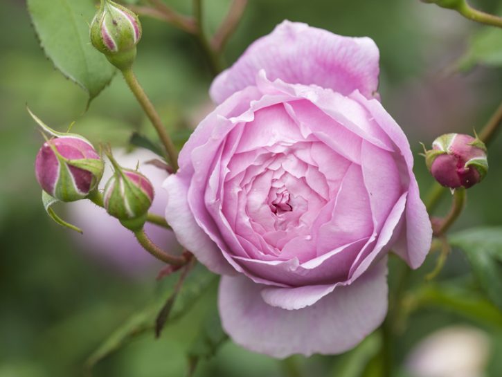 I fiori da piantare in primavera: rose