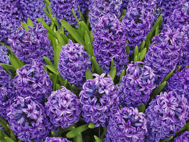 I fiori da piantare in autunno: i bulbi