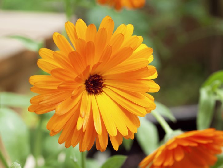 I fiori da piantare in estate: calendule