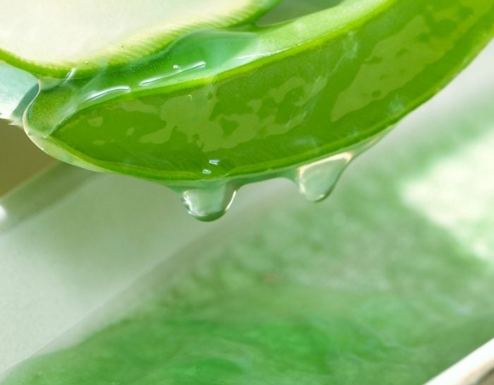 Aloe Vera