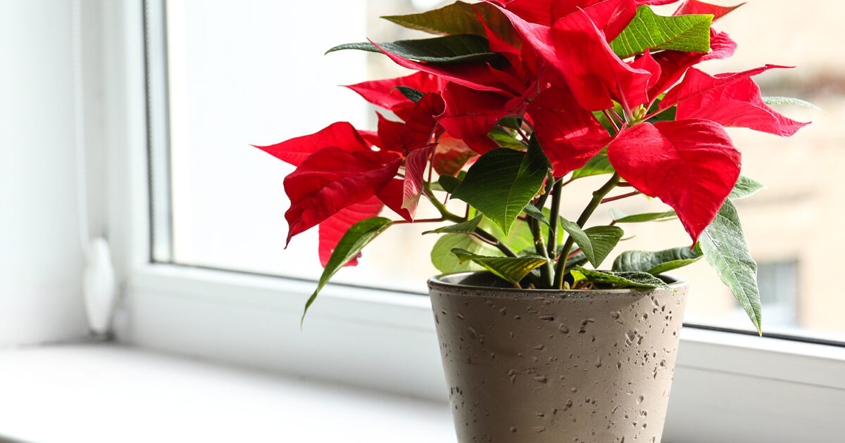 Fiore Stella Di Natale.Stella Di Natale Come Curarla E Farla Rifiorire Ogni Anno Donna Moderna