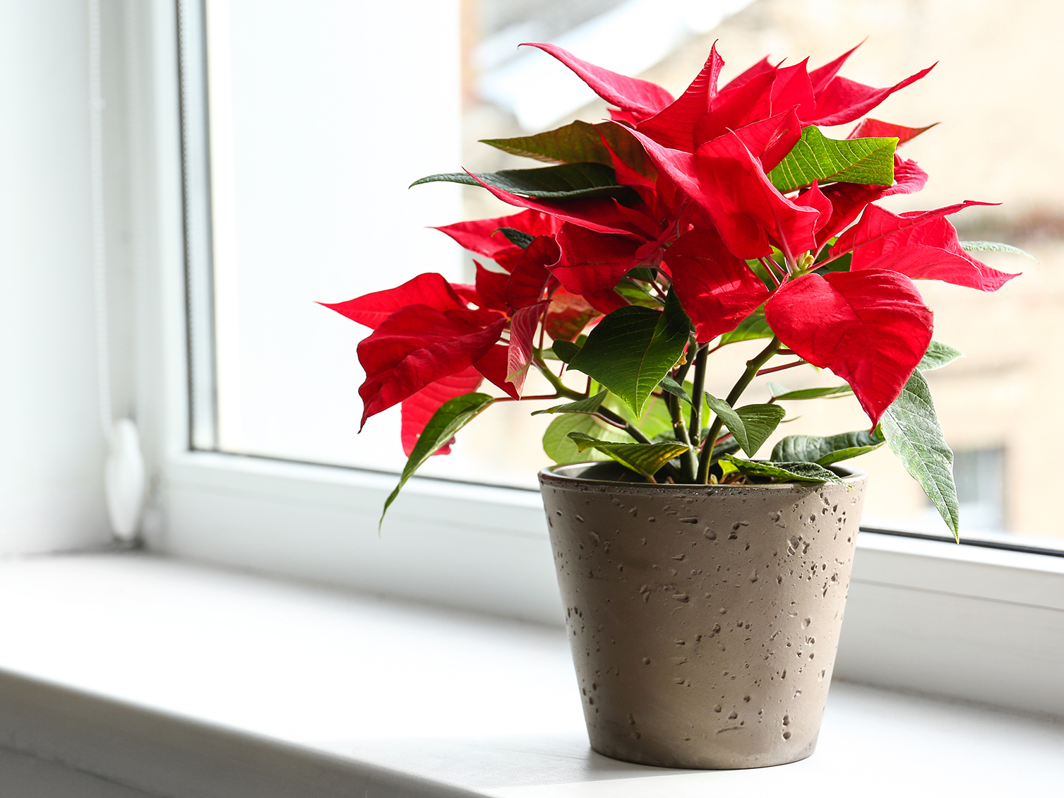 Come Fare Le Foglie Rosse Alla Stella Di Natale.Stella Di Natale Come Curarla E Farla Rifiorire Ogni Anno Donna Moderna