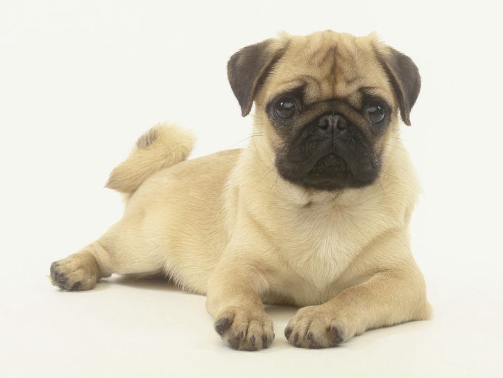 Carlino
