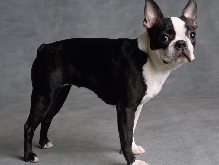 Boston Terrier