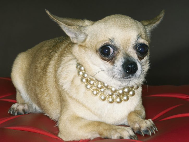 Chihuahua