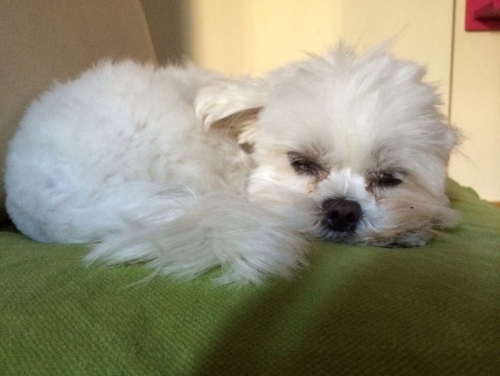 Maltese