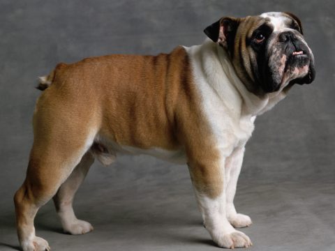 I cani più adatti a vivere in appartamento