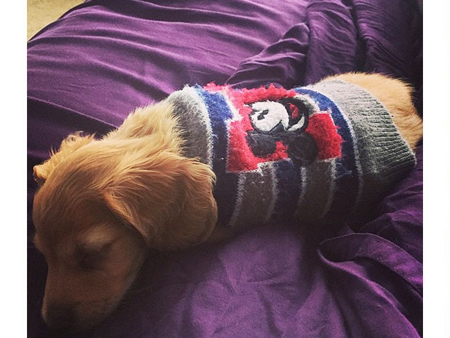 Il maglione si trasforma in un cappottino per cani