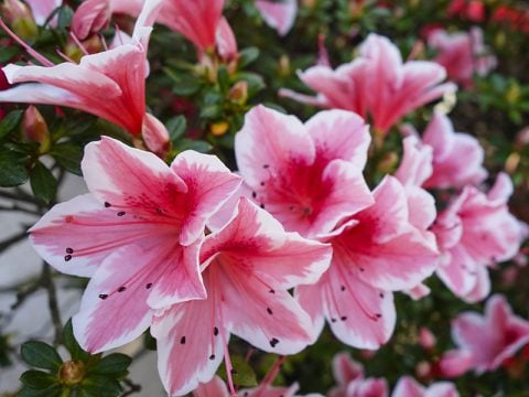 Azalea: come coltivarla e renderla bellissima