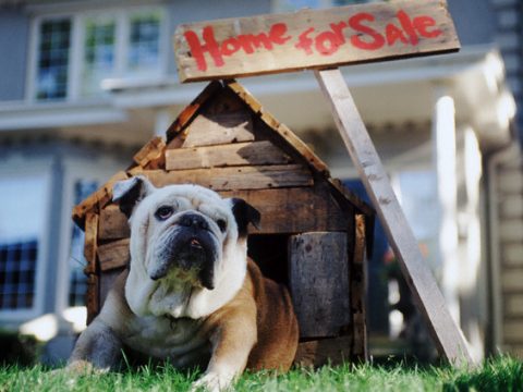 Cani in casa: le regole per una convivenza serena