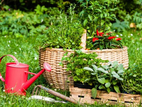 Le piante della salute da tenere in giardino