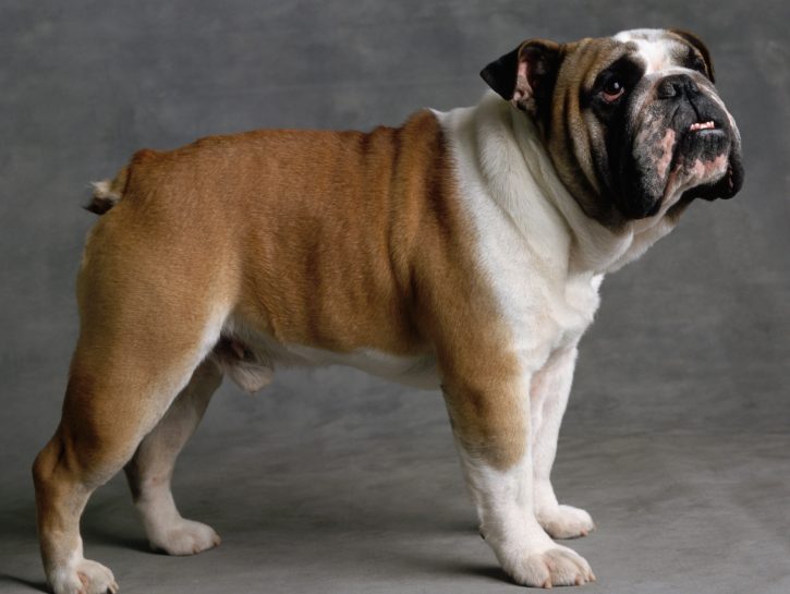 Bulldog inglese
