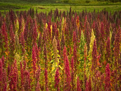 La quinoa, dal Sud America con gusto