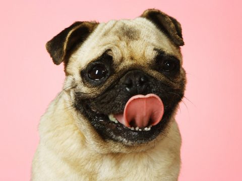 Come capire il linguaggio del tuo cane