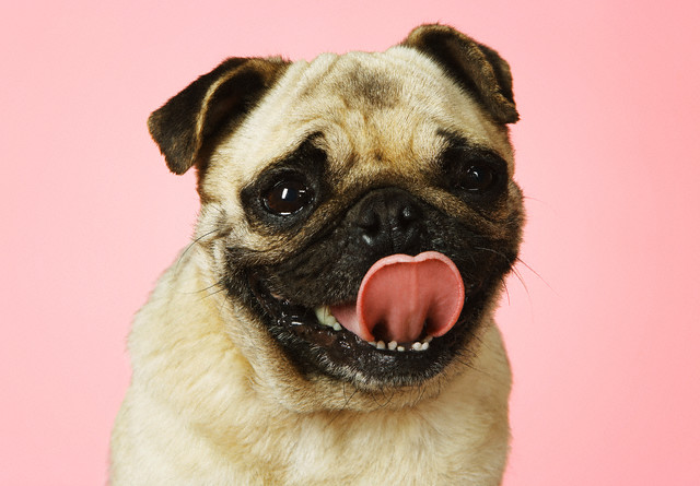 Come capire il linguaggio del tuo cane
