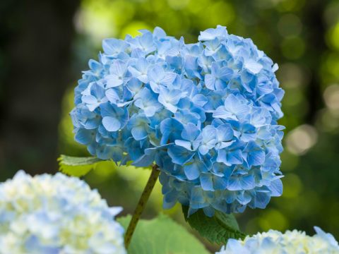 Piante da giardino: le varietà più belle da coltivare