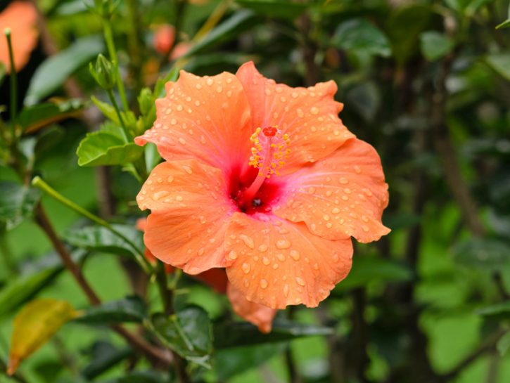 L'ibiscusL'ibiscus è una pianta erbacea da fiore appartenente alla famiglia delle Malvacee. In natu