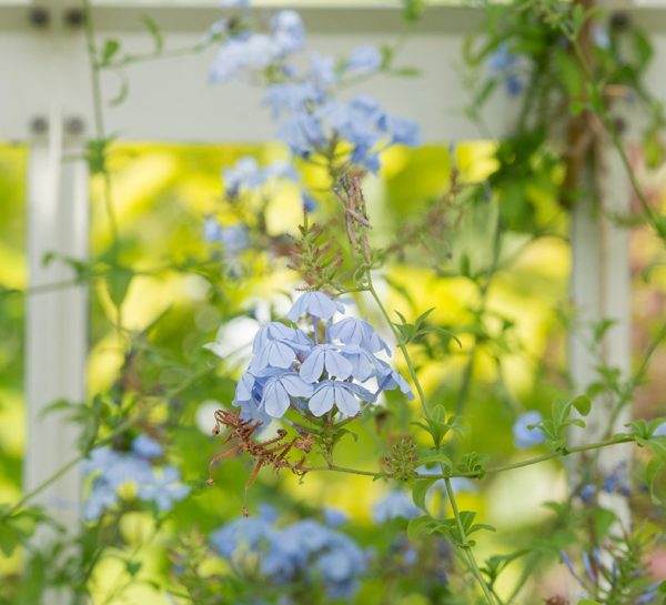 Il plumbago