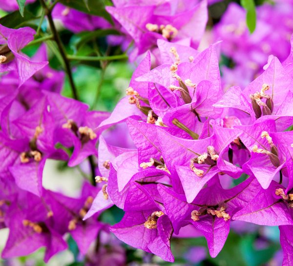La bouganvillea