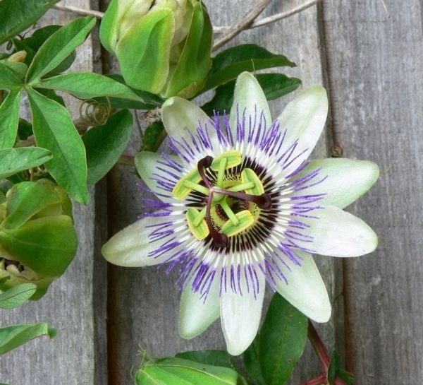 La passiflora