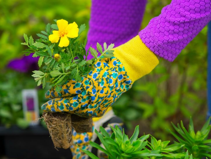 Orto e giardinaggio
