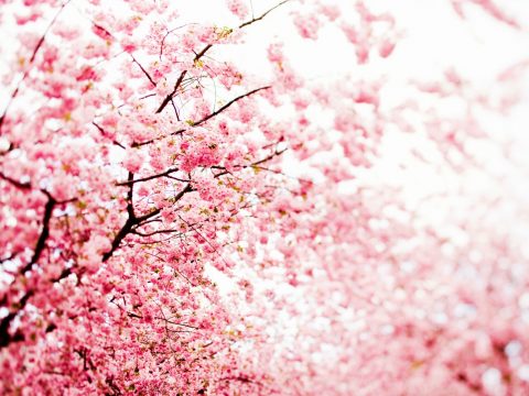 Fioritura dei ciliegi: la primavera dall'Italia al Giappone