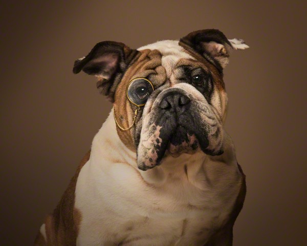 10 cose da non fare a un cane
