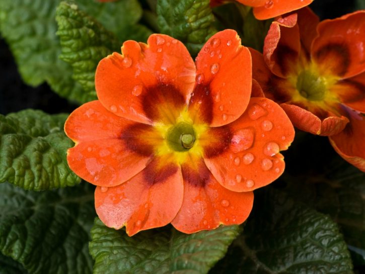 Primula