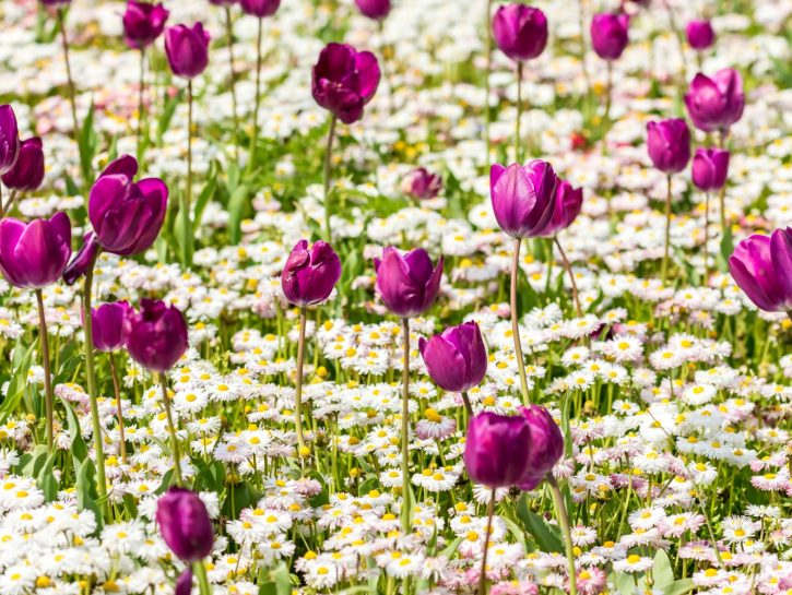 Tulipani e margherite