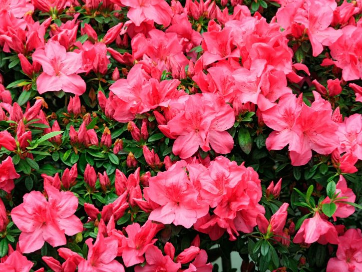 Azalea