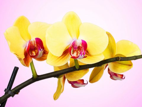 Le orchidee più belle