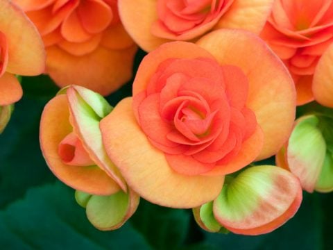 Begonia: la pianta perfetta per il balcone di primavera