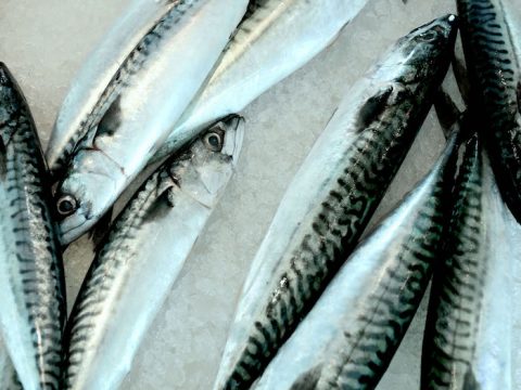 Sindrome sgombroide: occhio al pesce mal conservato
