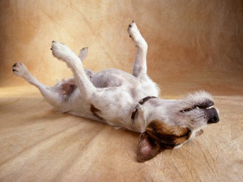 Dimmi come dorme il tuo cane e ti dirò che personalità ha