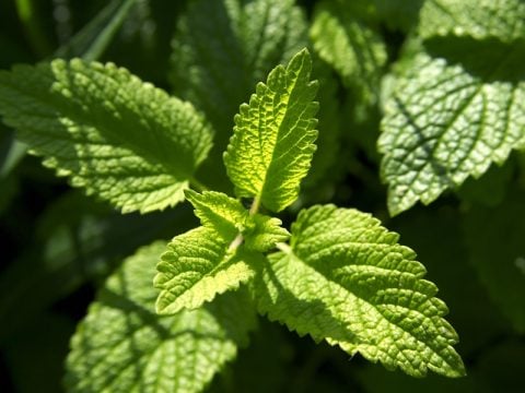 Le erbe aromatiche da coltivare sul balcone