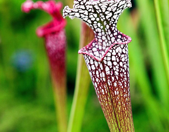 La Sarracenia attira con il profumo