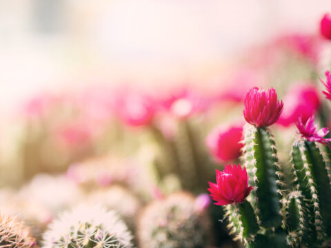 Come far fiorire un cactus