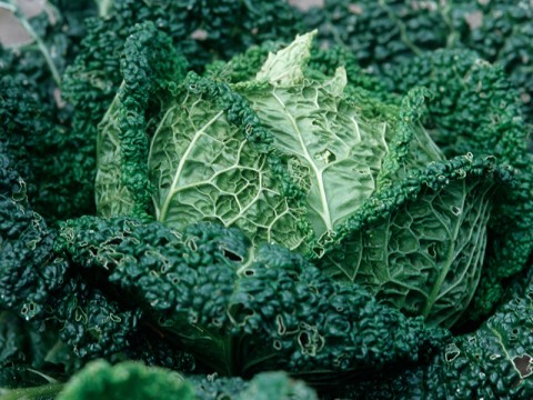 Cavoli: varietà e le migliori ricette