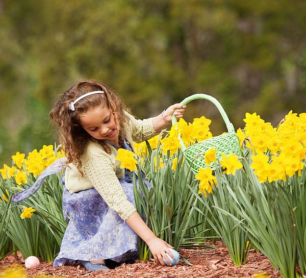 I narcisi, simboli della Pasqua