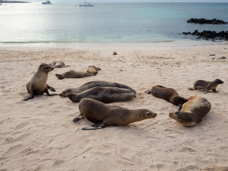 Isole Galapagos, Ecuador