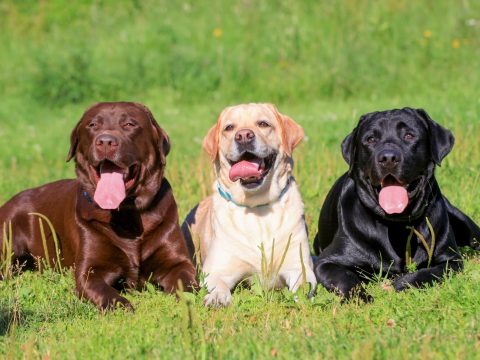 Le cose da sapere se hai un Labrador