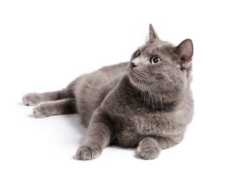 10 razze di gatti da conoscere